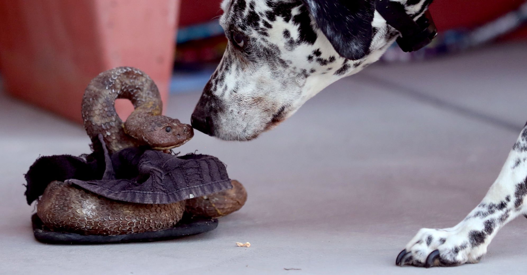 Rattlesnake avoidance classes